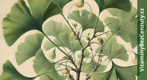 Ginkgo biloba