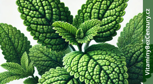 Meduňka lékařská