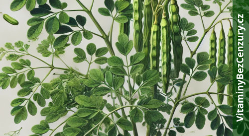 Moringa