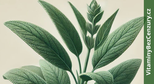 Šalvěj lékařská