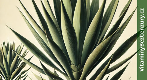 Yucca