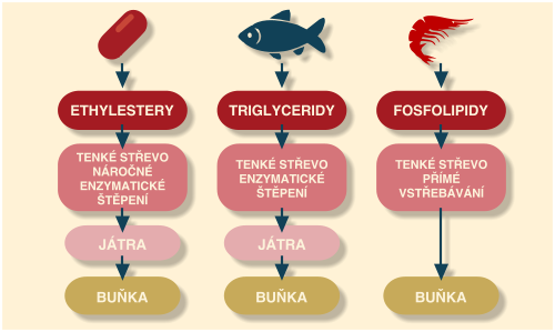 VstrebavaniKril
