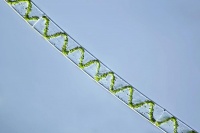 Spirogyra