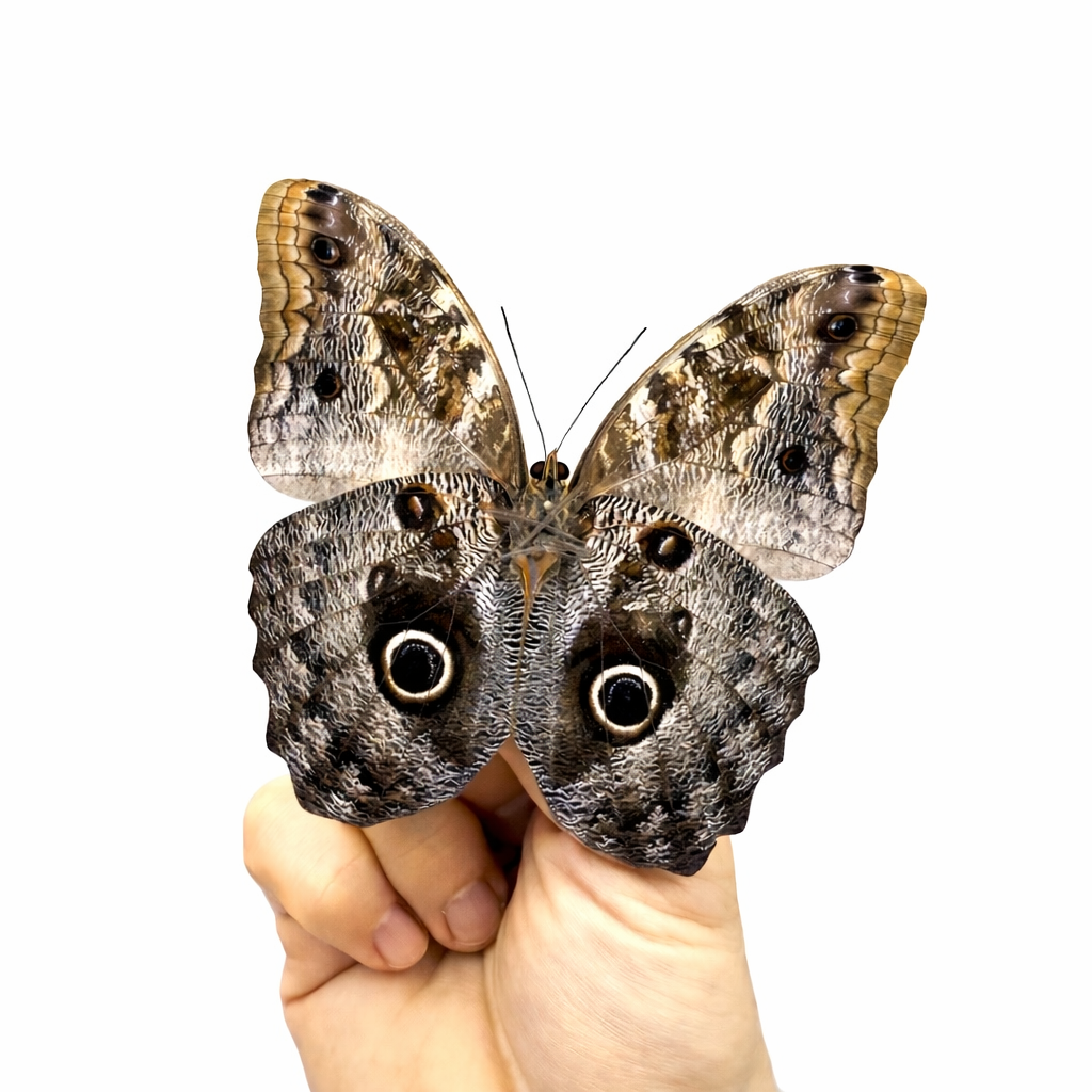 34CA610D-FCD3-4B9F-92FB-C5DC1BEEF3B5