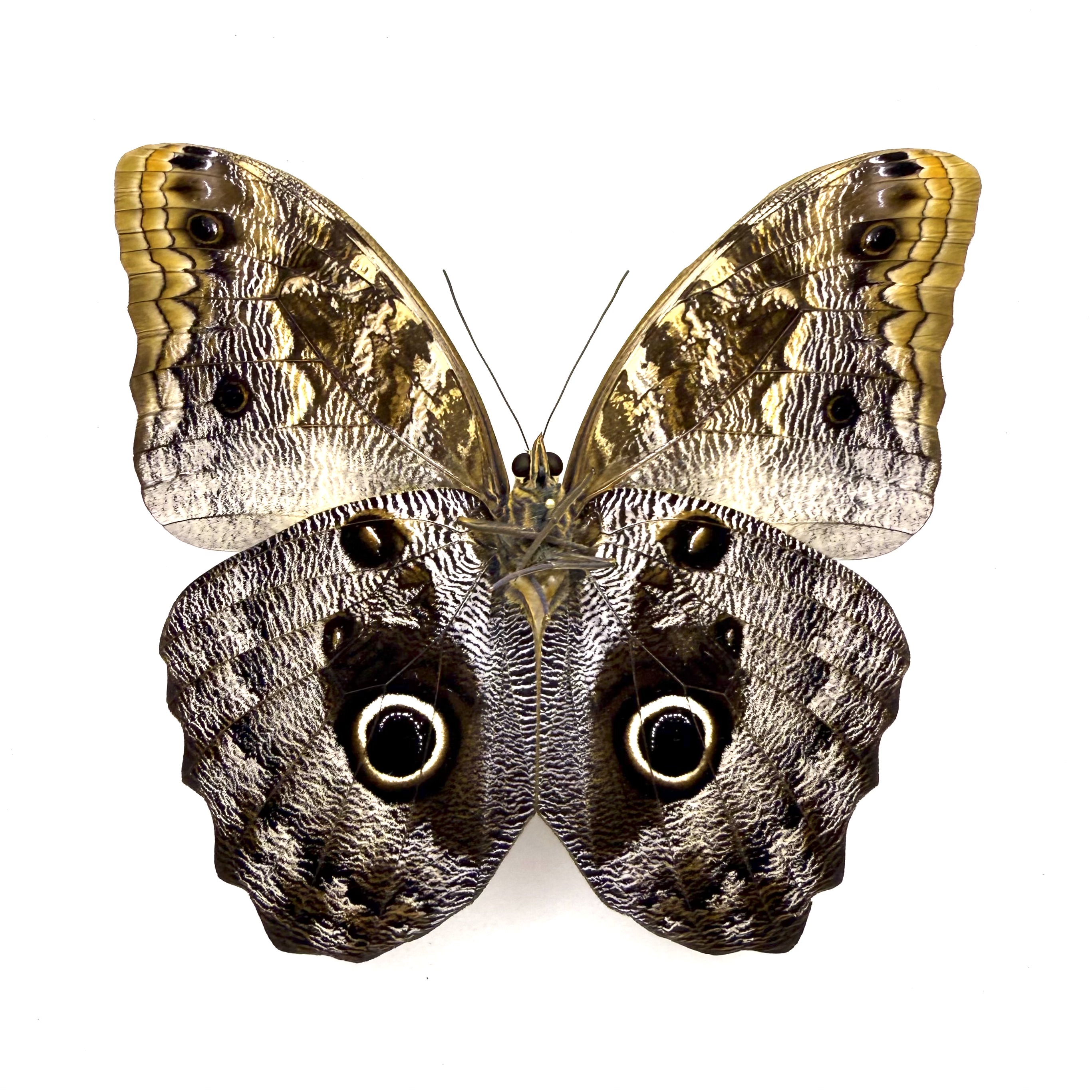 caligo-bellorophon-preparovany-motyl