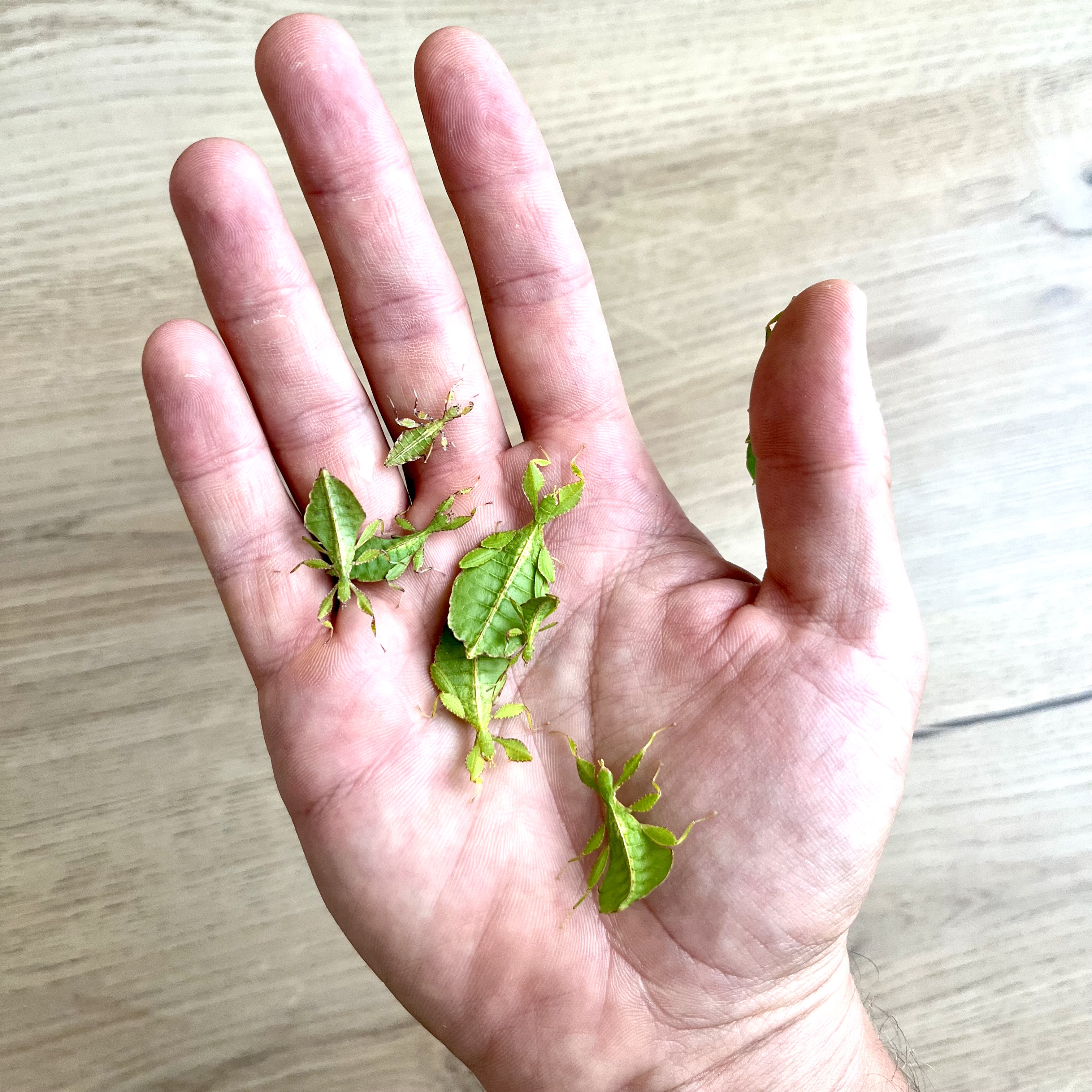 phyllium philippinicum L1 - L3