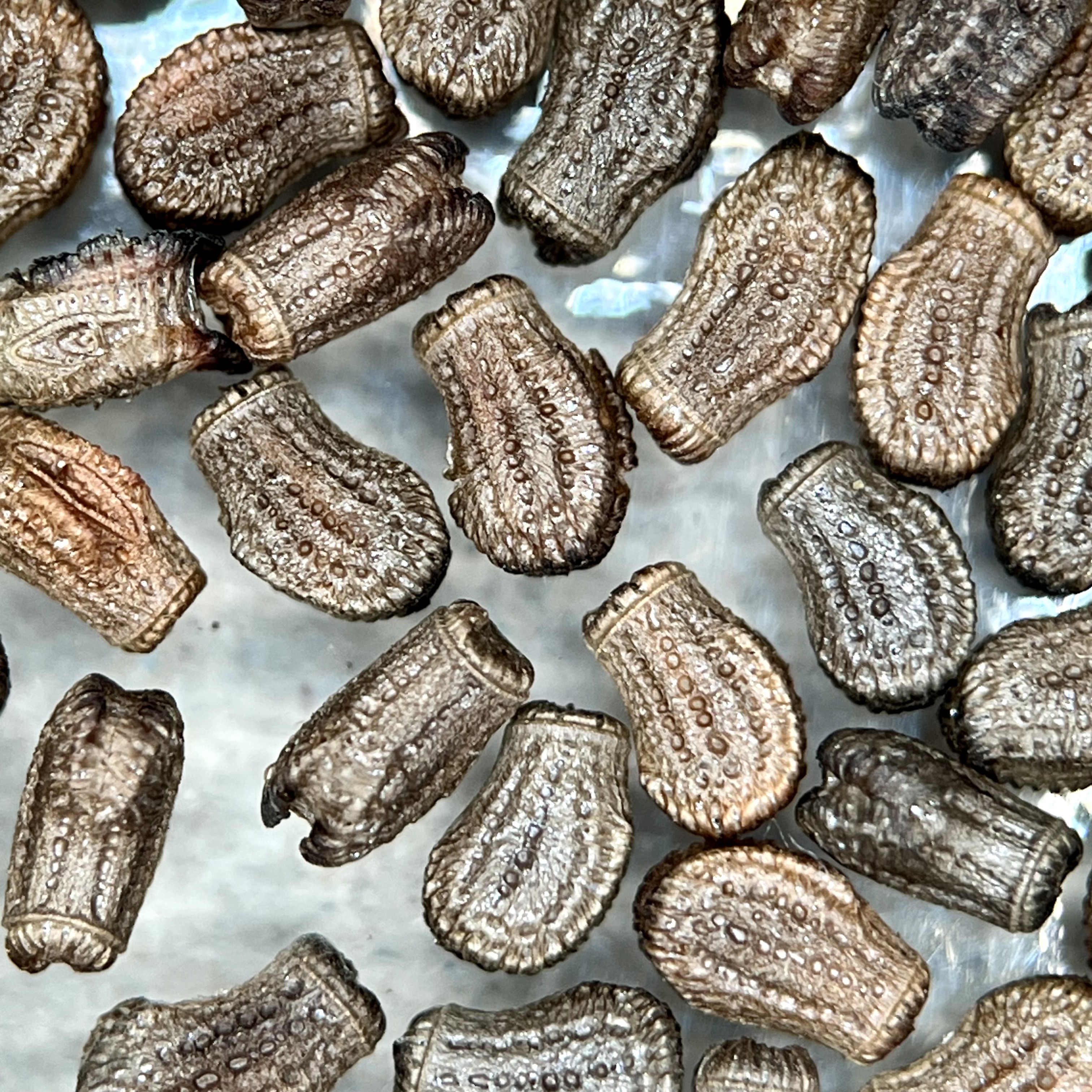 phylliumphilippinicumeggsdetail