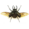 Chalcosoma atlas