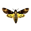 Acherontia atropos