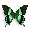 Papilio blumei