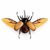 Eupatorus gracilicornis