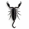 Heterometrus laoticus