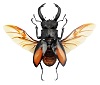 Hexarthrius parryi