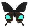 Papilio karna
