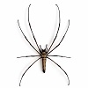 Nephila pilipes