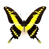 Papilio thoas