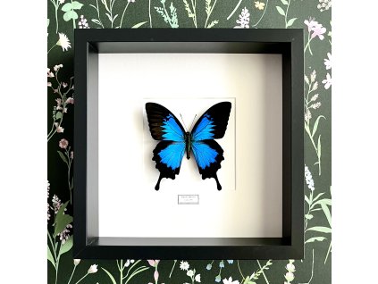 Motýľ Papilio ulysses v ráme