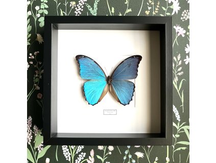 Motýľ Morpho didius v ráme
