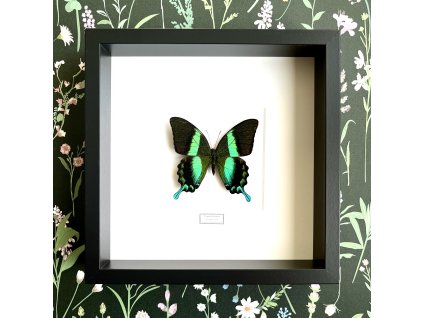 Motýľ Papilio blumei v ráme