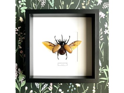 Chrobák Eupatorus gracilicornis v ráme