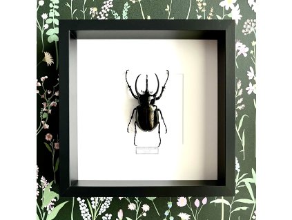 Chrobák Chalcosoma caucasus (bez krídel) v ráme