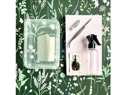 Mormolyce phyllodes - entomologický set