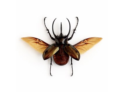 52FFF72C 143C 4A8B BC56 3AD8F90B1A59