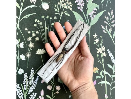 Nephila pilipes - pavúk k preparácii