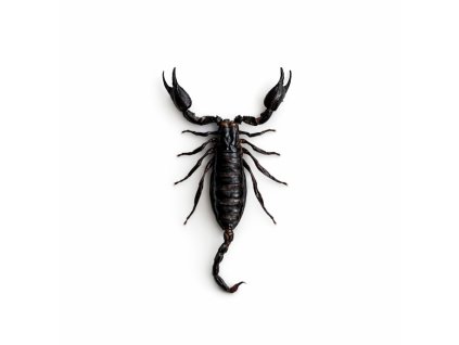 8162A2F8 9DB1 4C45 BECA A778D2725A16