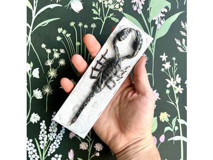 Škorpión Heterometrus - exemplár k preparácii