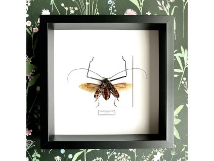 Chrobák Acrocinus longimanus v ráme