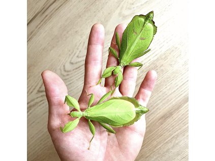 Listovka filipínska - Phyllium philippinicum