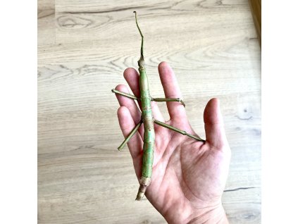 Pakobylka P. ponderosa