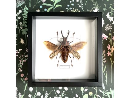 macrodontia frame