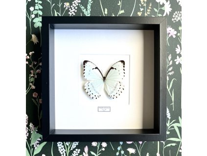 Motýľ Morpho catenarius v ráme