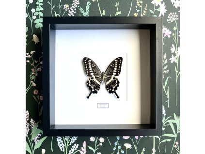 Motýľ Papilio lormieri v ráme