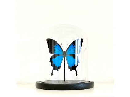 ulyssesglassdome1