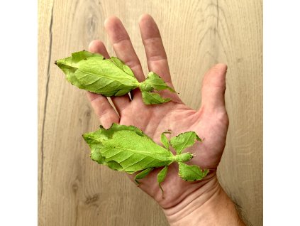 Listovka C. limongesi