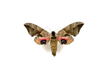 Motýľ Lišaj pávooký (nezarámovaný)