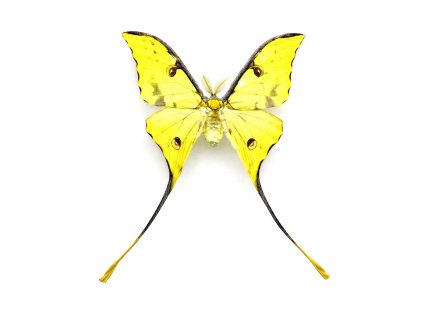 argema mimosae preparovany motyl