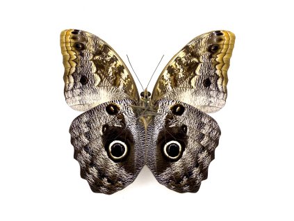 caligo bellorophon preparovany motyl