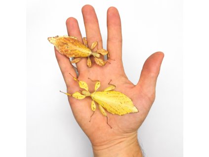 3552A444 595F 48A3 B2E0 14970E611574