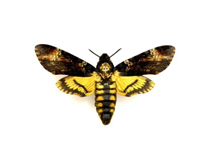 Motýľ Lišaj smrtihlav k preparácii