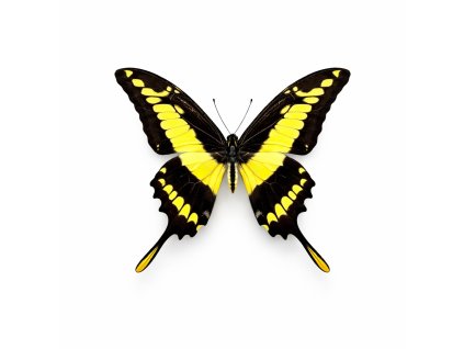 6E68EC02 5A3F 4A0C 944A 2EA8C5D1B643