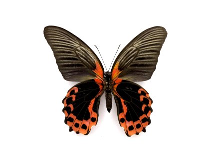 Motýľ Papilio rumanzovia k preparácii