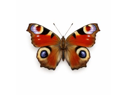 4E09C9ED B8FD 495B AF17 C9C04F8FD48C