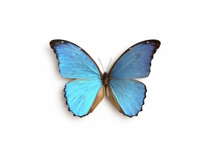 866B4C59 D381 4127 A370 2C91B3FF4FA5