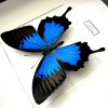 Motýľ Papilio ulysses v ráme