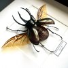 Chrobák Chalcosoma caucasus v ráme  S vystretými krídlami