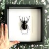 Chrobák Chalcosoma caucasus (bez krídel) v ráme  Bez vystretých krídel